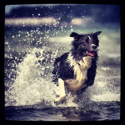 Dogs at The Netherlands. by Bill