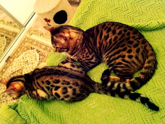 cats in São Paulo by marcelath