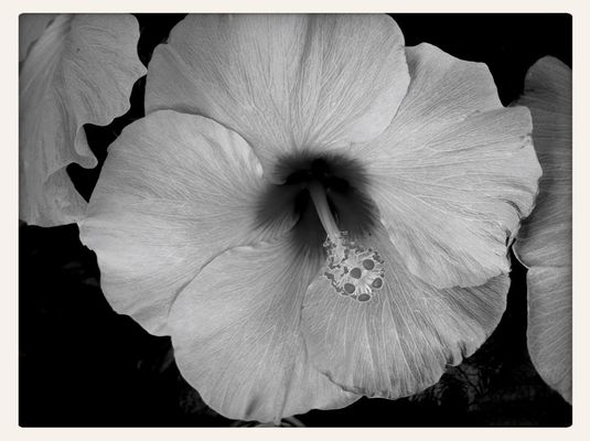 flowers by Peggy