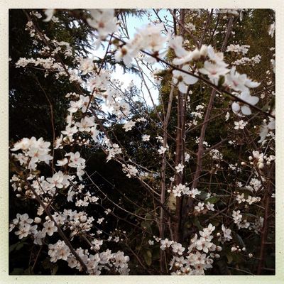 Nature by Lilyblue