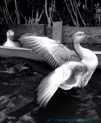 bw_collection by mynocturnalbutterfly