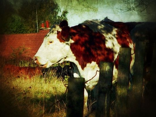 your photo my edit by Lindsey