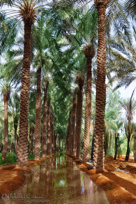 لكل عمل موسم حصاد ... at Alcatel-Lucent Warehouse by عبدالله الموسى