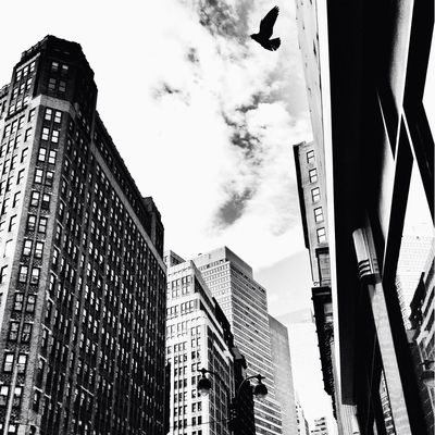 birds in New York City by Vivienne Gucwa