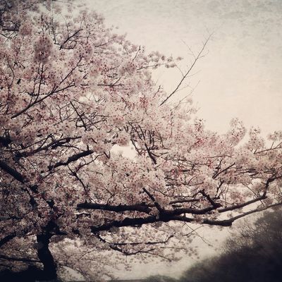 pictureoftheday at 上野恩賜公園 by diginixy