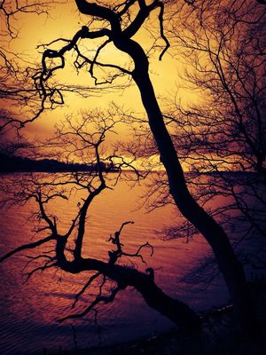 Sunset✨trees✨ at Hindsgavl Dyrehave by Tina Linette 
