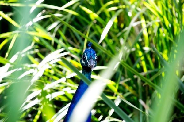 Playing with the animals at Taronga Zoo by Obai Arsiwala