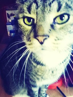 i love my cat floh heinrich at Stieldorf by Cici.coco.caca