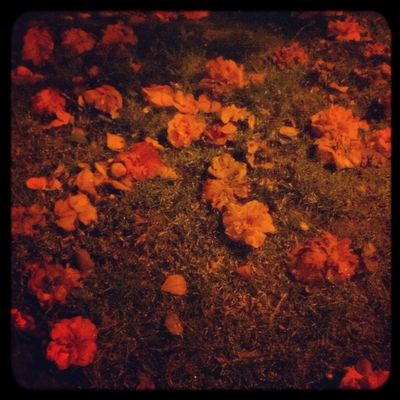 fallen in Braga by Jessica