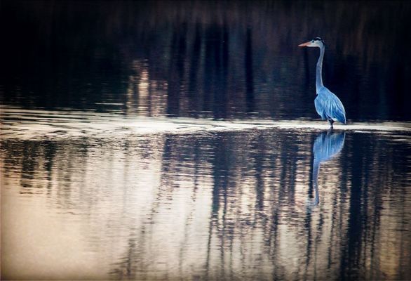 birds at Guthrie Lake by Laynea