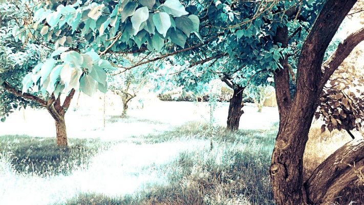 garden in Mashhad by AmirHossein HonarDust
