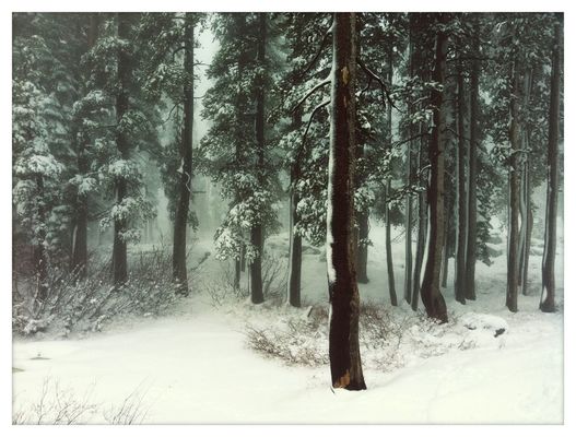 Winter by Melissa Camille