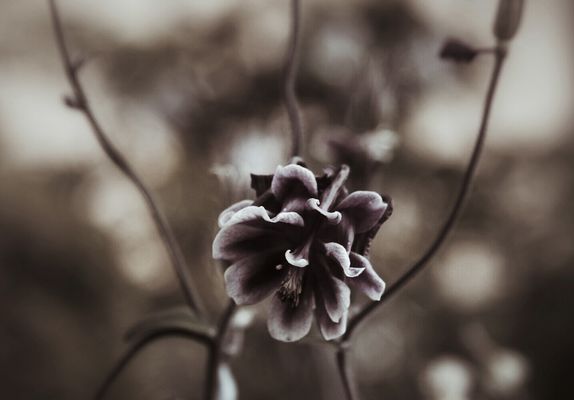 flower variations by Heike