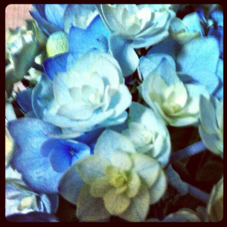 flowers by wako