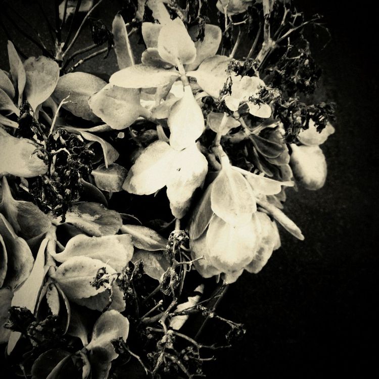 blackandwhite by Nettie (Lumilyon) Edwards