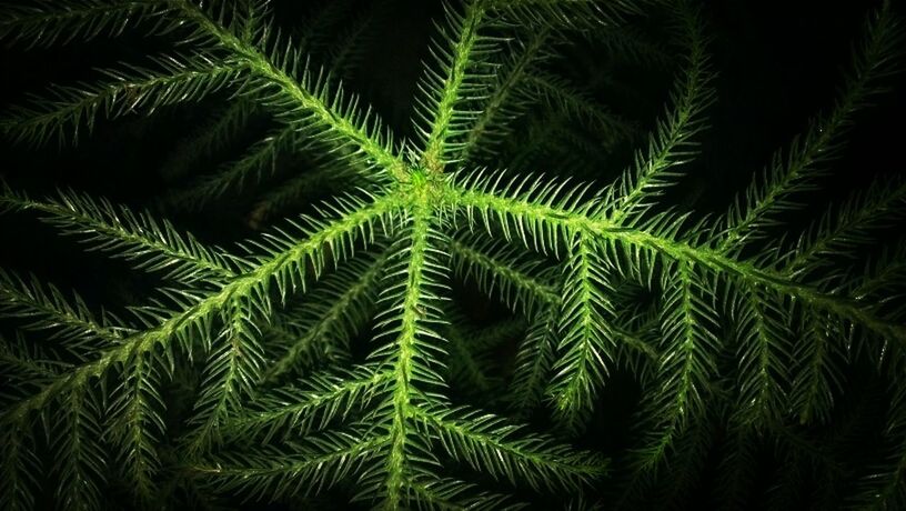 Nature by RHAZ