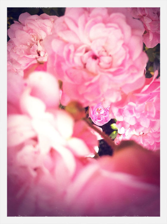 flowers by Schizovreni