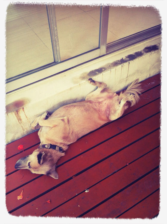 dog at Hub Ho Hin Bangkok by Noija
