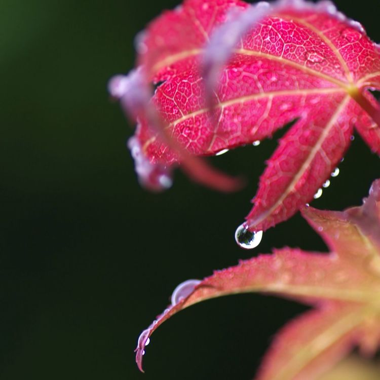 Nature by tanioto