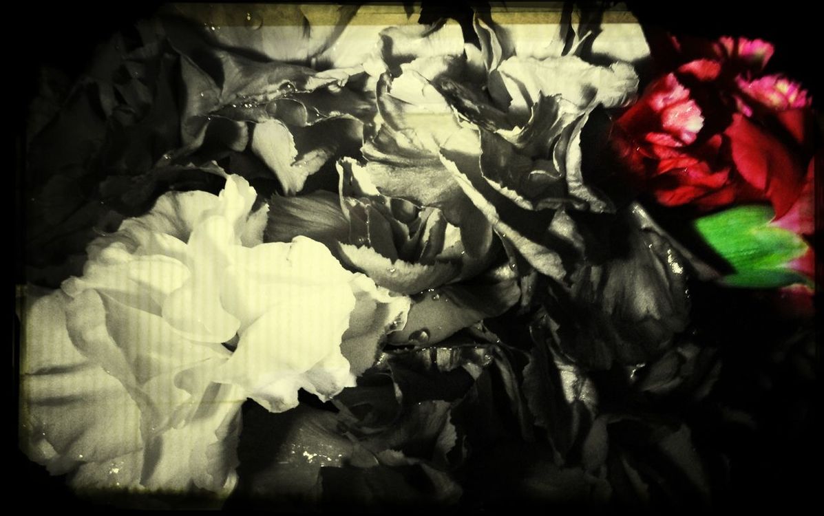 flowers by SLEMAN