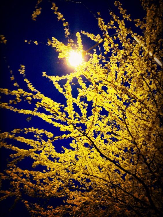yellow by Daniel Cereceres