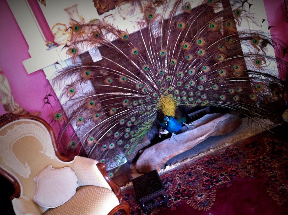 Taking Photos at Cobb Lane Bed and Breakfast by Felix Feagins
