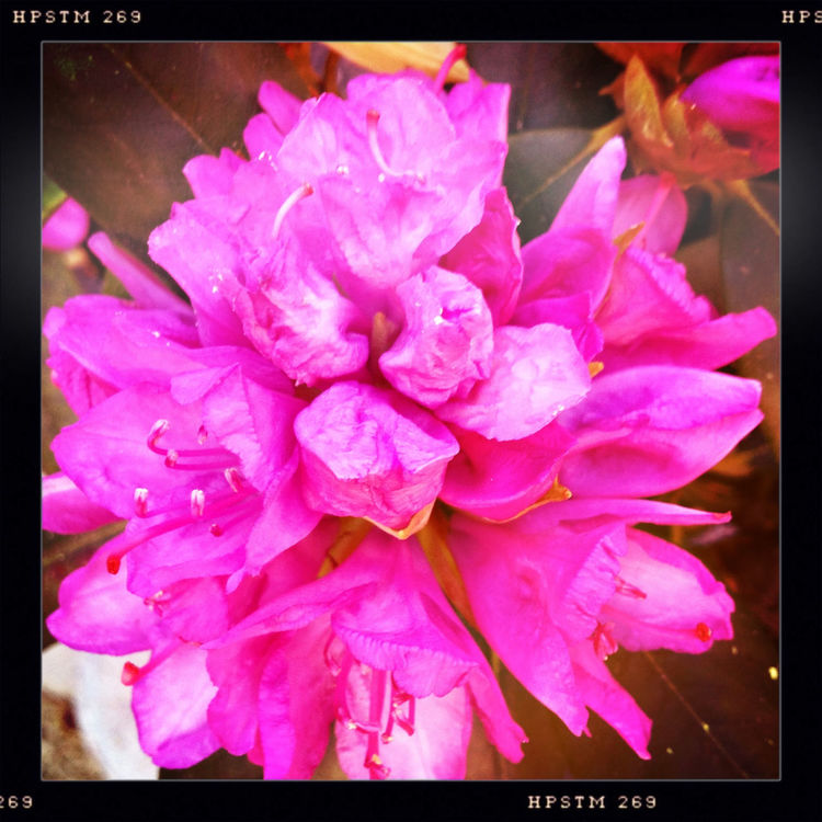 flowers by Volker Staeudel