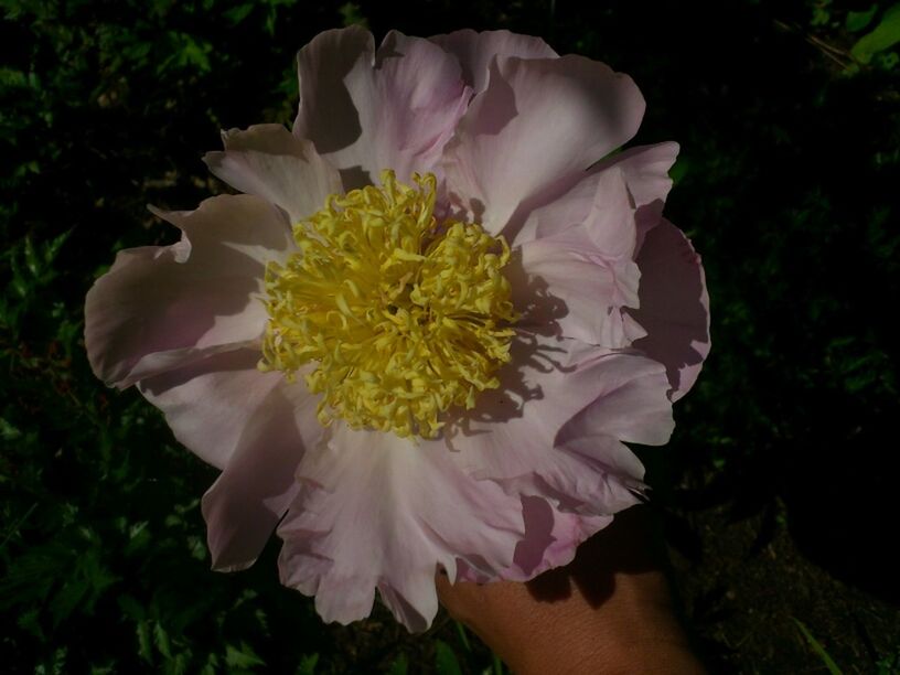 Paeonia at Сад Дракона by Night Mouse