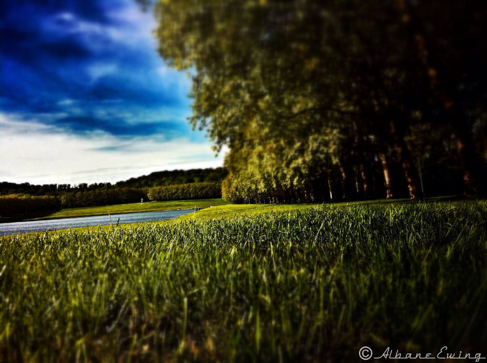 Nature in Versailles by Albane Ewing Galdo4
