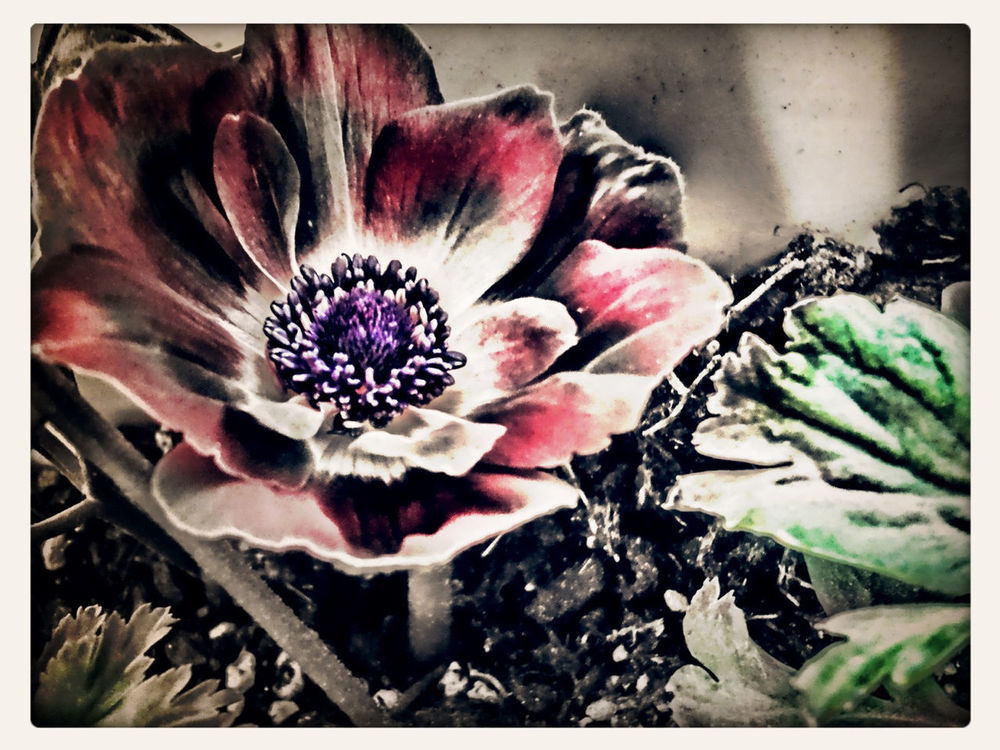 Nature in Lecce by BenzEye