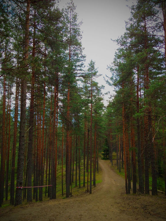 Nature in Zelenogorsk by ⓢⓔⓝⓨⓐ
