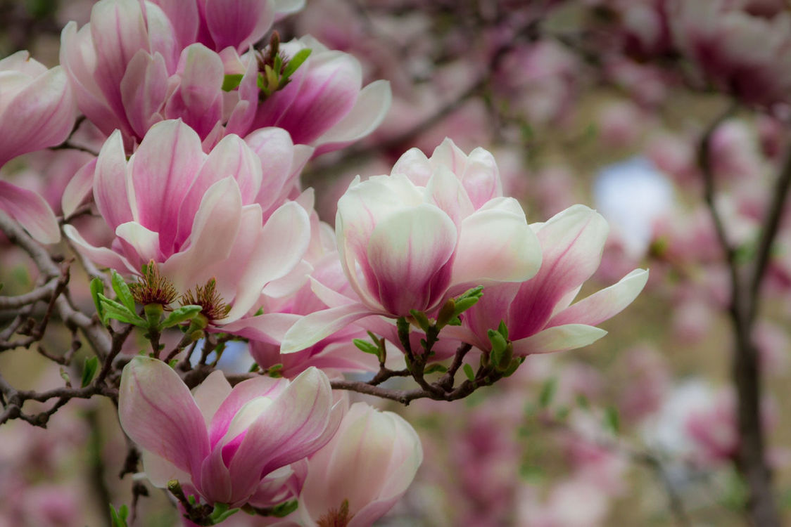 flowers at Philadelphia Pa by Kasia