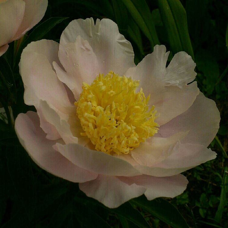 Paeonia at Сад Дракона by Night Mouse