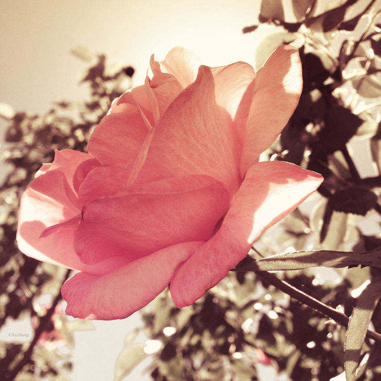 flowers by gíngєr lucєrσ