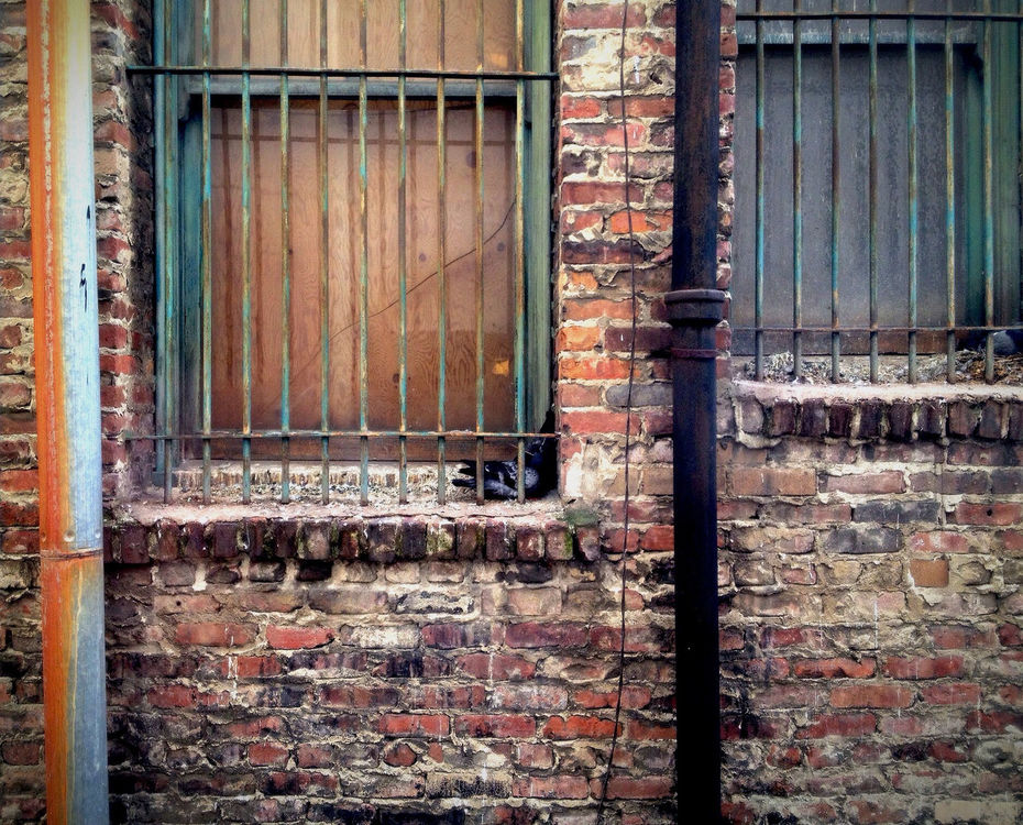 Urban birds by RyanV