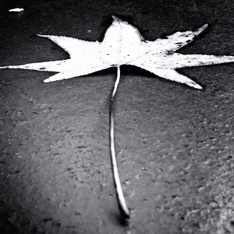 blackandwhite by lorenka