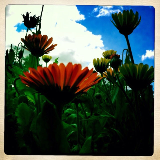 flowers at Götaträdgår'n by Annica