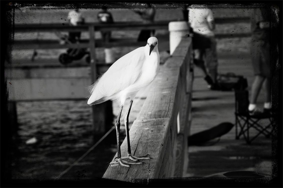 blackandwhite by gb405/Gabi