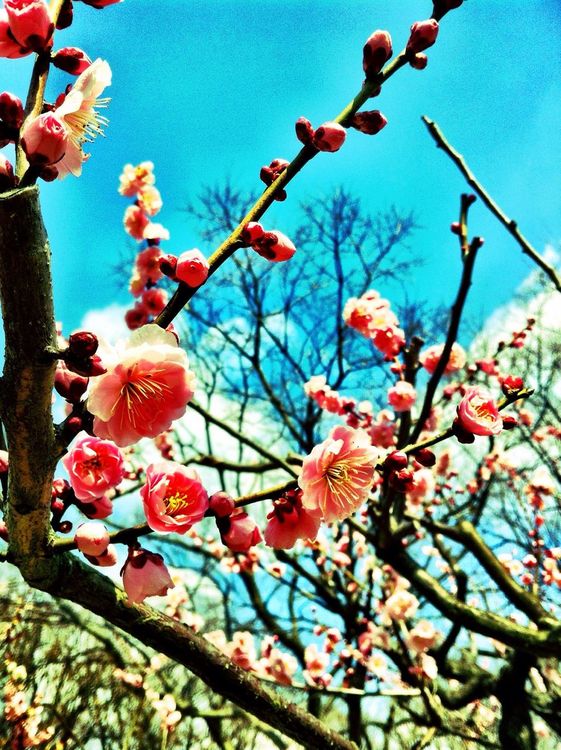 flowers at 万博公園 by asa