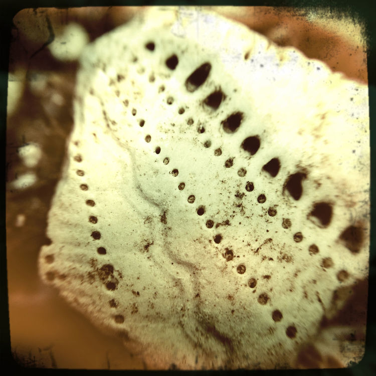 macro week by Nathalie Beaurain