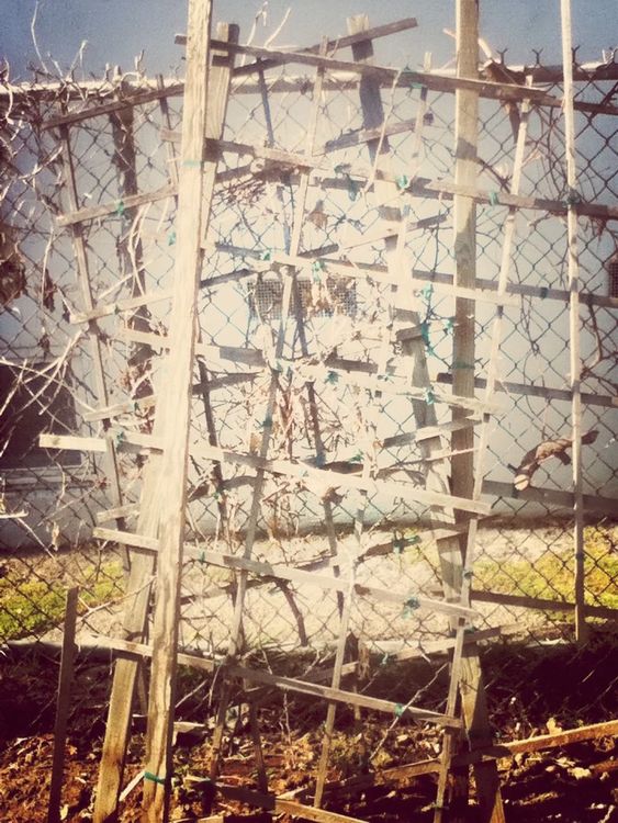 fence in San Gabriel by NeonSan NeonGreen