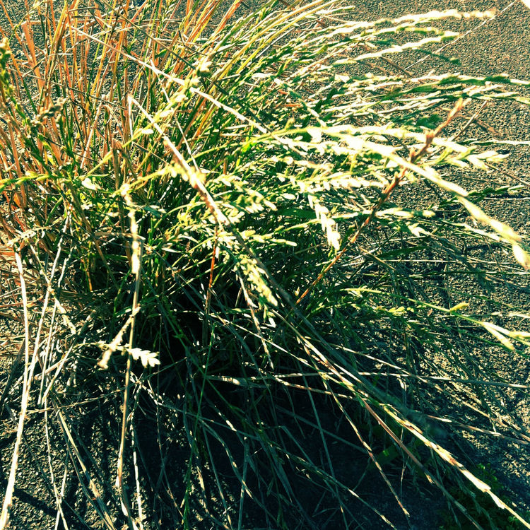 Nature by DARU