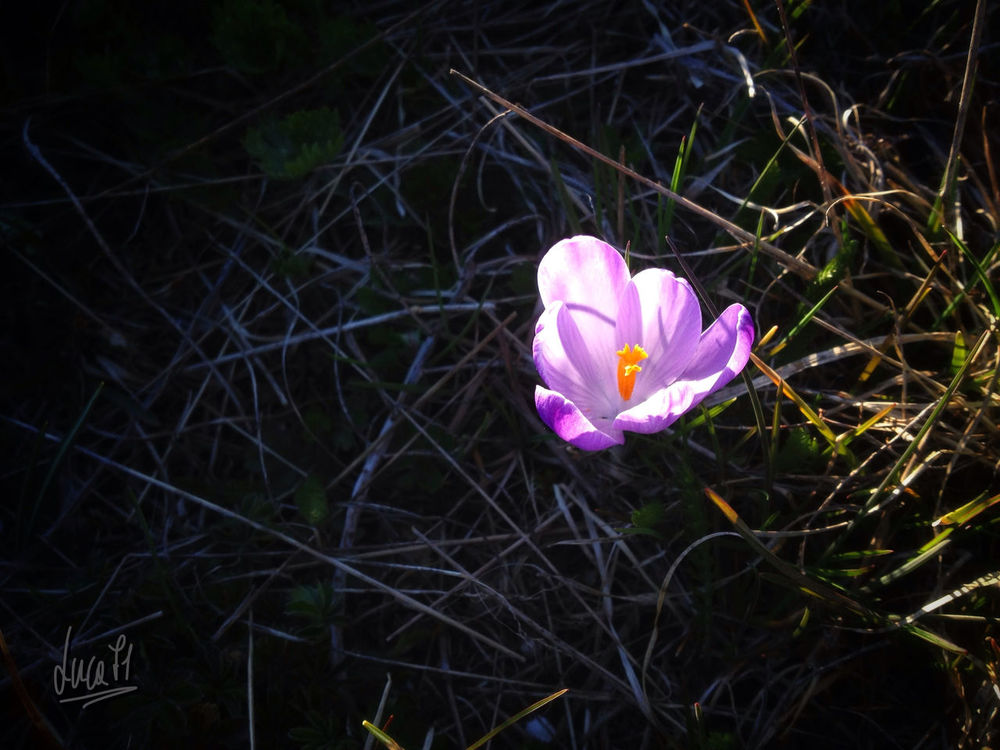 flowers by Luca