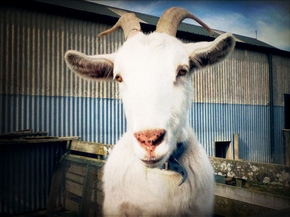 animals at Lindale Farm by Liza