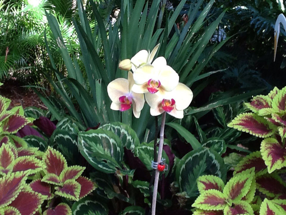 growing in the yard in Fort Lauderdale by Mike C