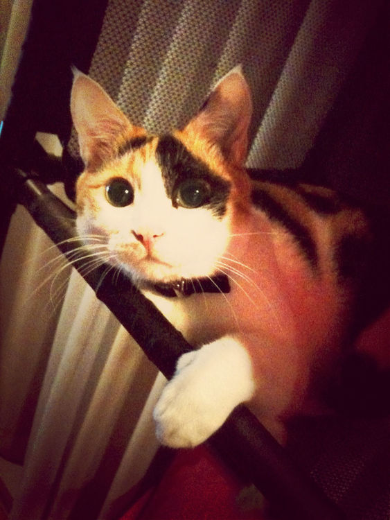cat by Kant