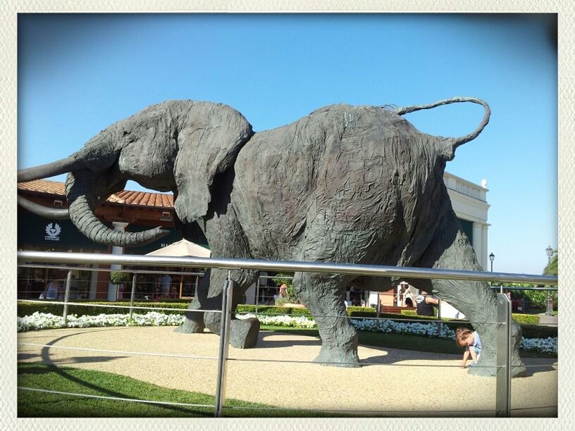 elefante by Barbara@