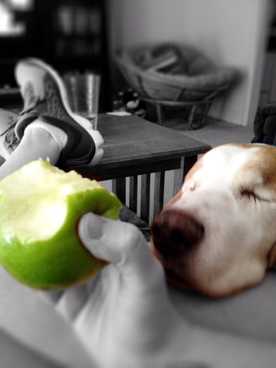 my dogs are cooler than your kids by Stephanie Coward