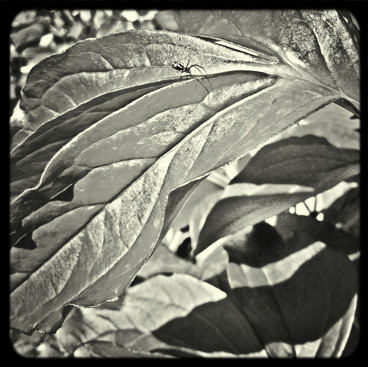 blackandwhite by MoiLikehome
