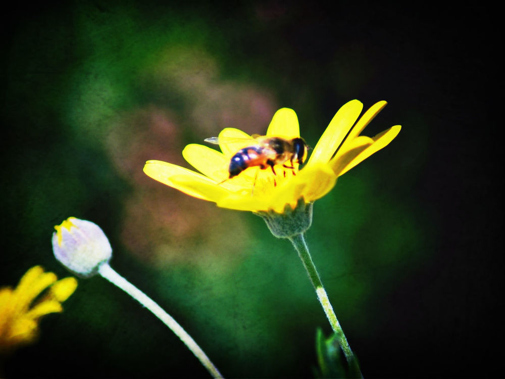 Nature by Monica Alba